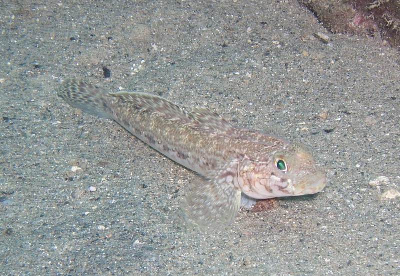 Good or bad fish?!! | DeeperBlue.com Forums